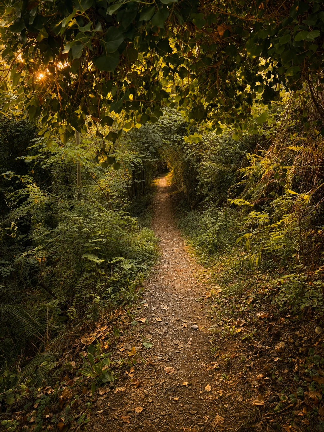 Sentier forestier se faufilant sous les feuillages