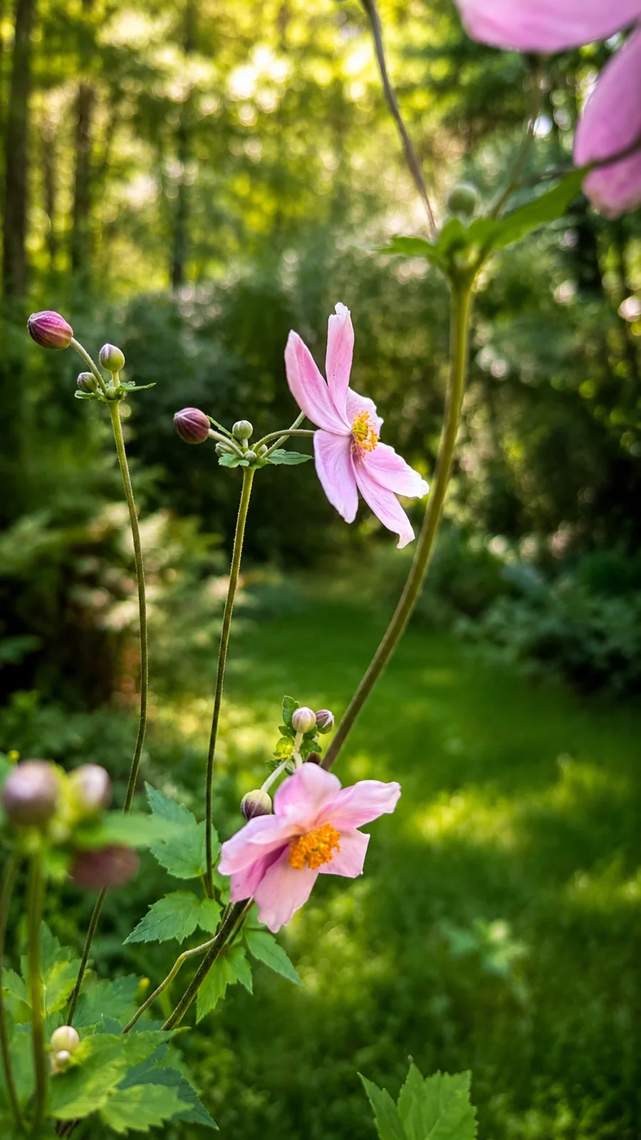 Les fleurs ponctuent le jardin