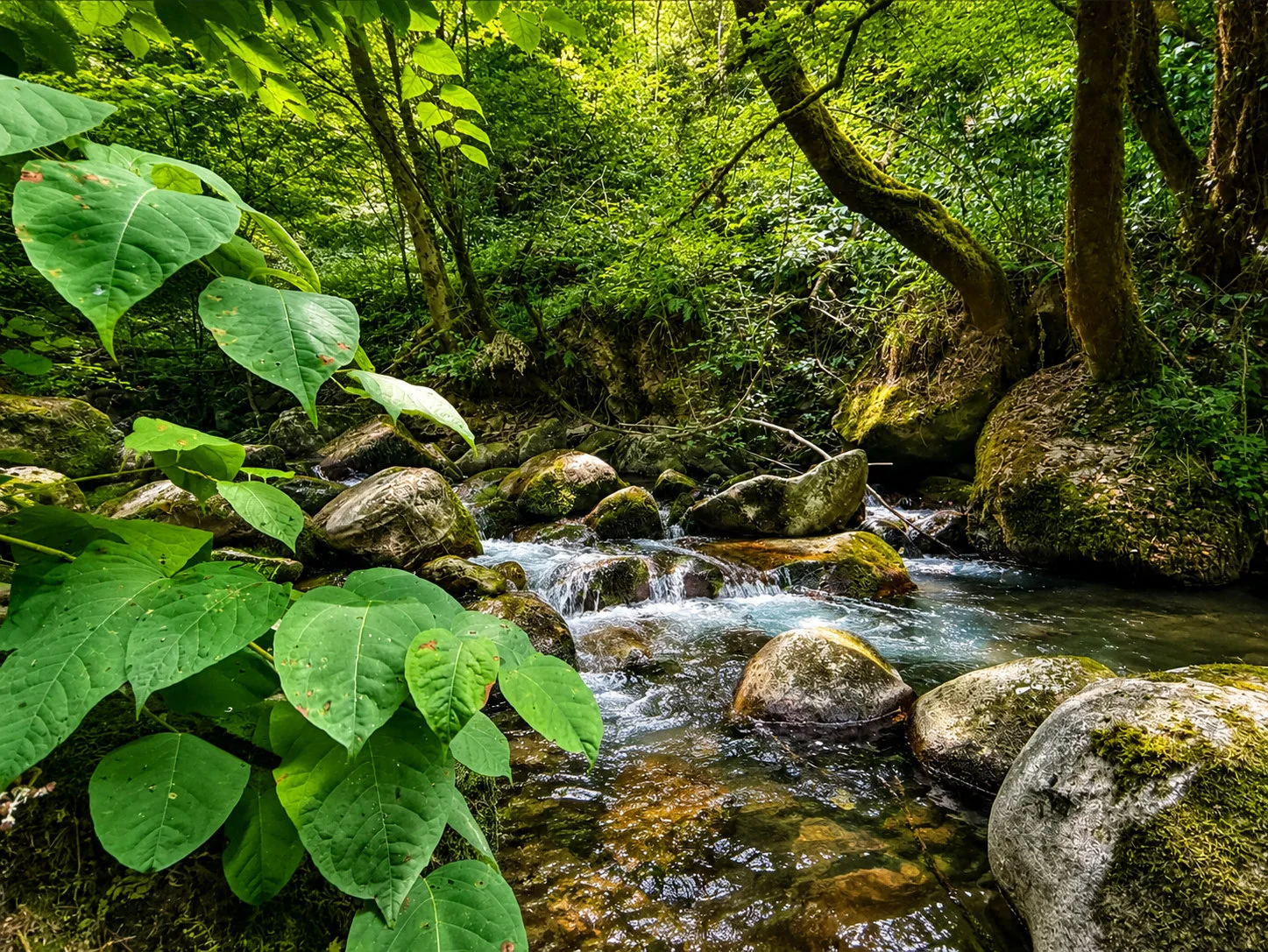 La rivière se glisse sous les grandes feuilles