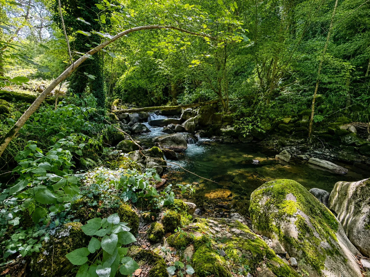 L’Ourse de Sost traverse le sous-bois