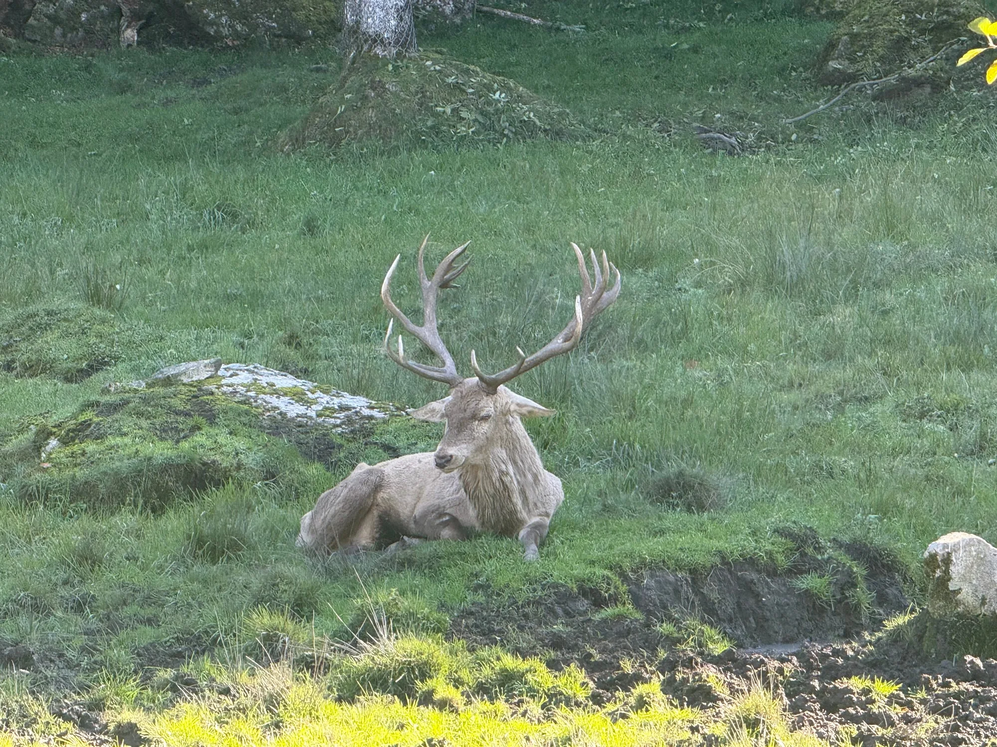 Cerf aperçu dans une forêt de la Barousse