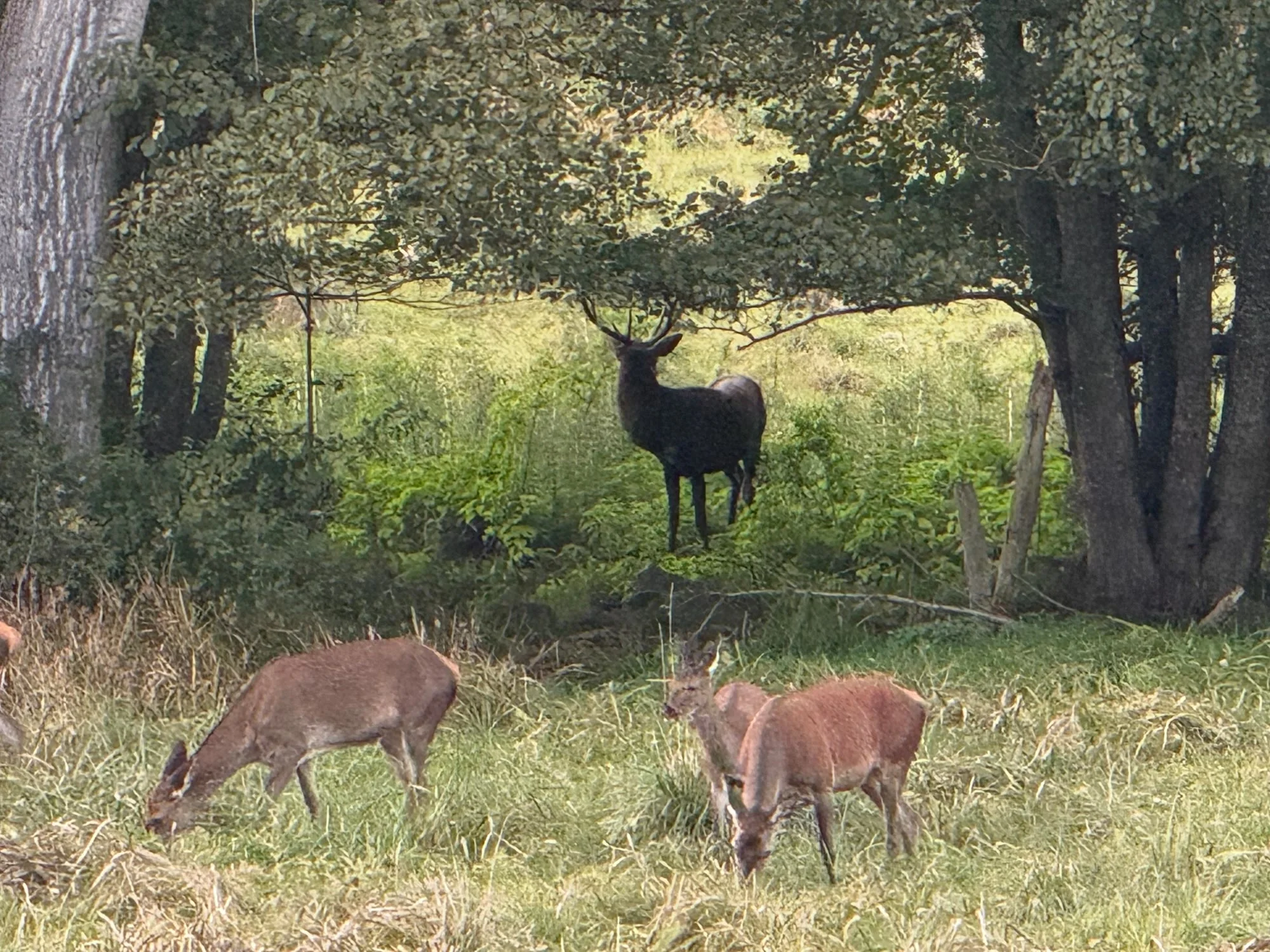 Un cerf dans la forêt, 02