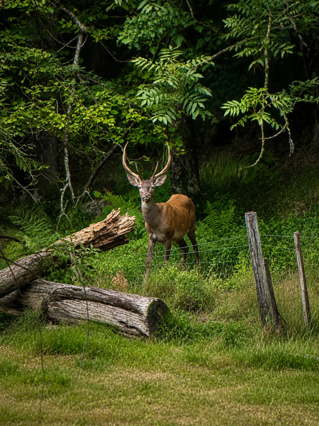 Un cerf apparaît à la lisière du sous-bois