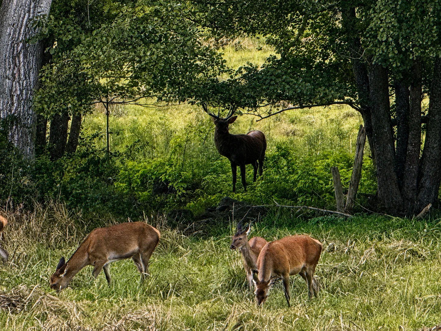 Les cervidés au calme entre prairie et forêt