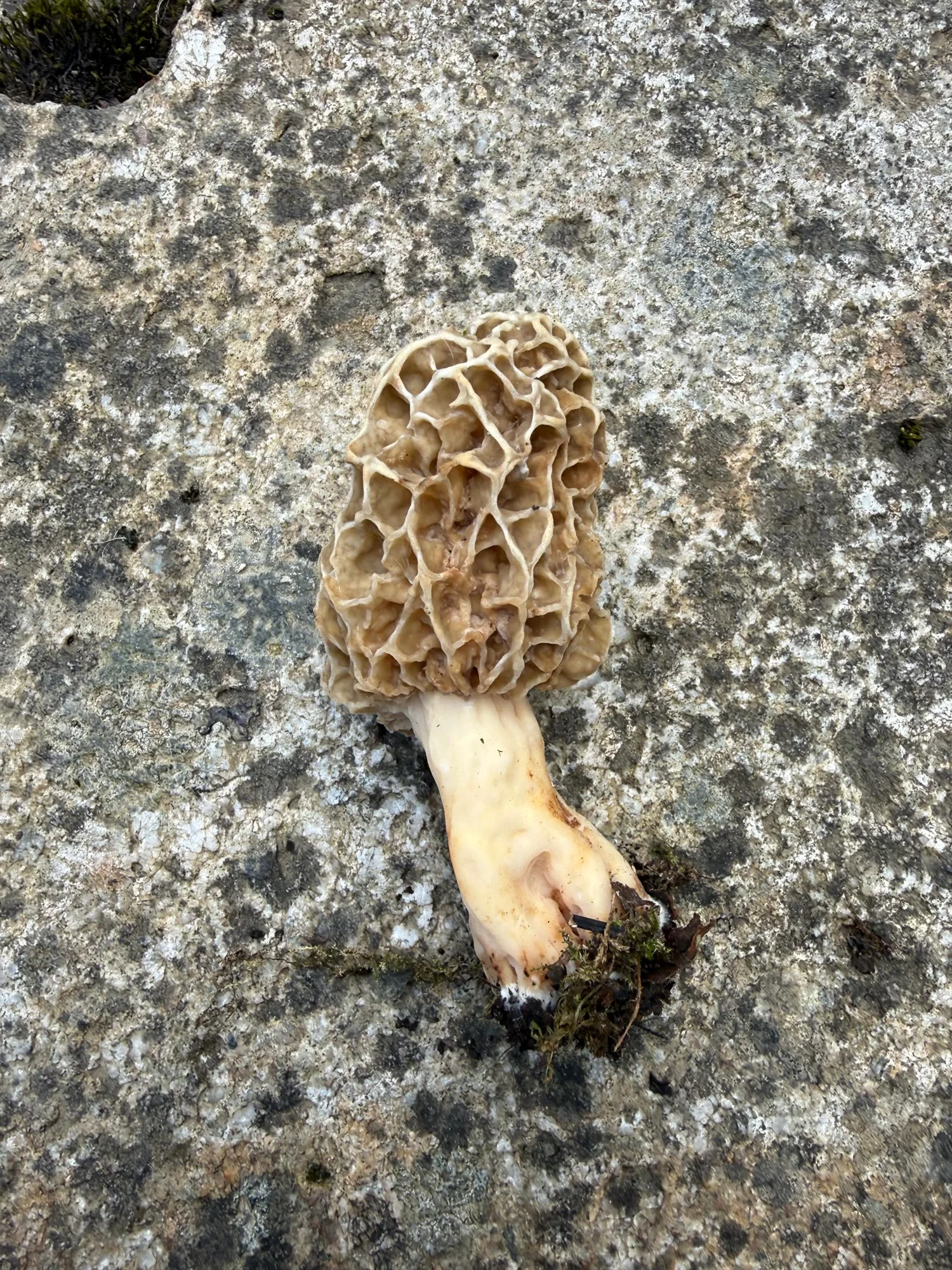 Un champignon dans le sous-bois