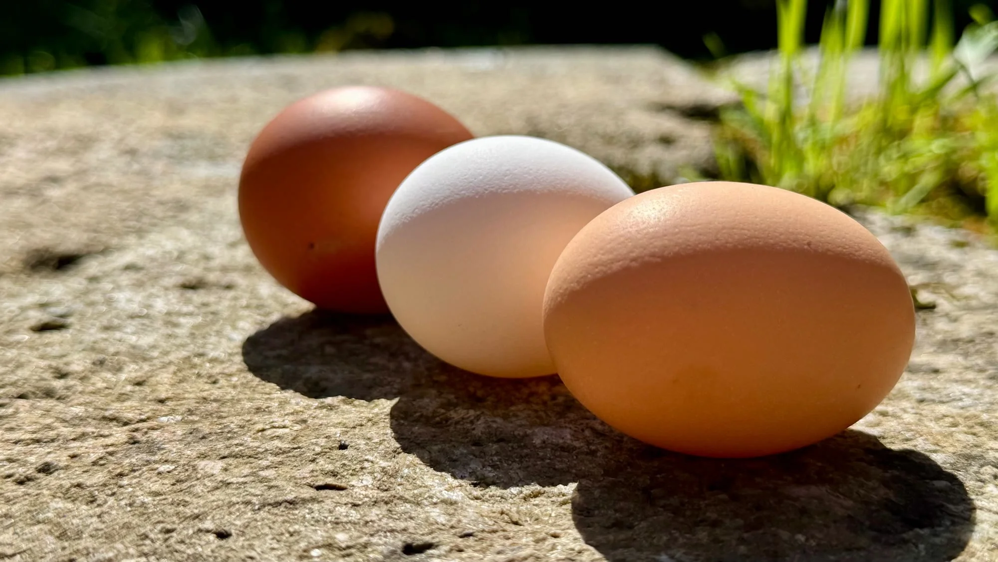 Des œufs au jardin