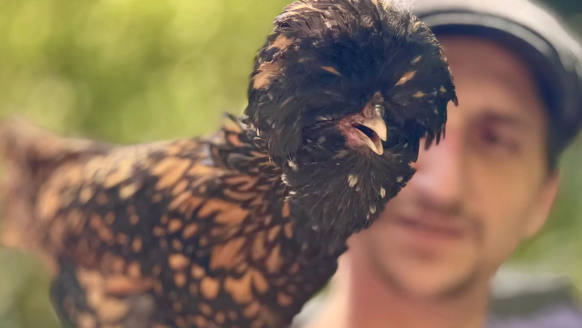 Une poule au jardin