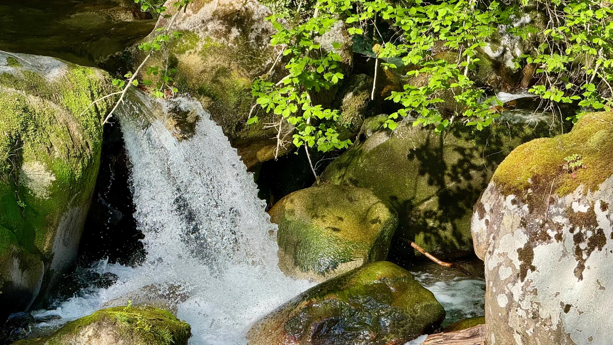 La rivière sous la forêt